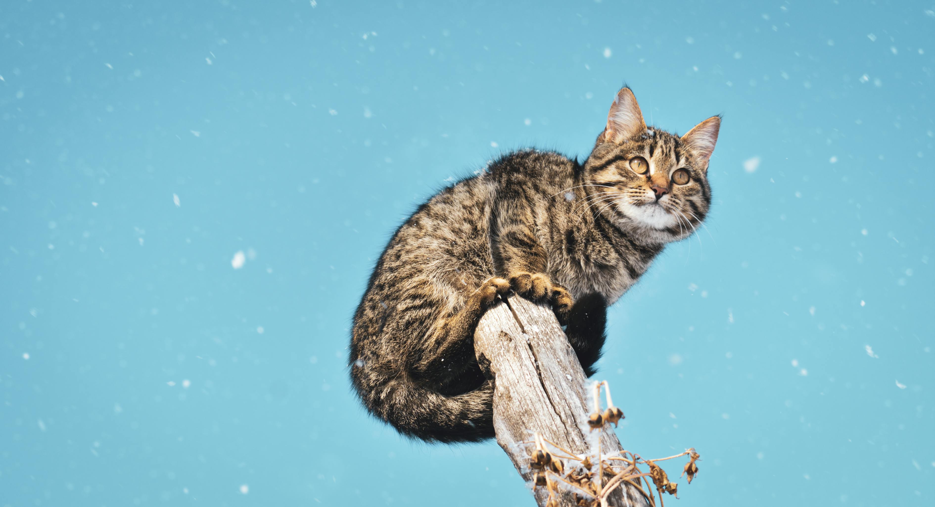 狸花猫把橘猫踢成直立形态，狸花猫与橘猫的激烈对决，瞬间变身直立姿态的橘猫挑战